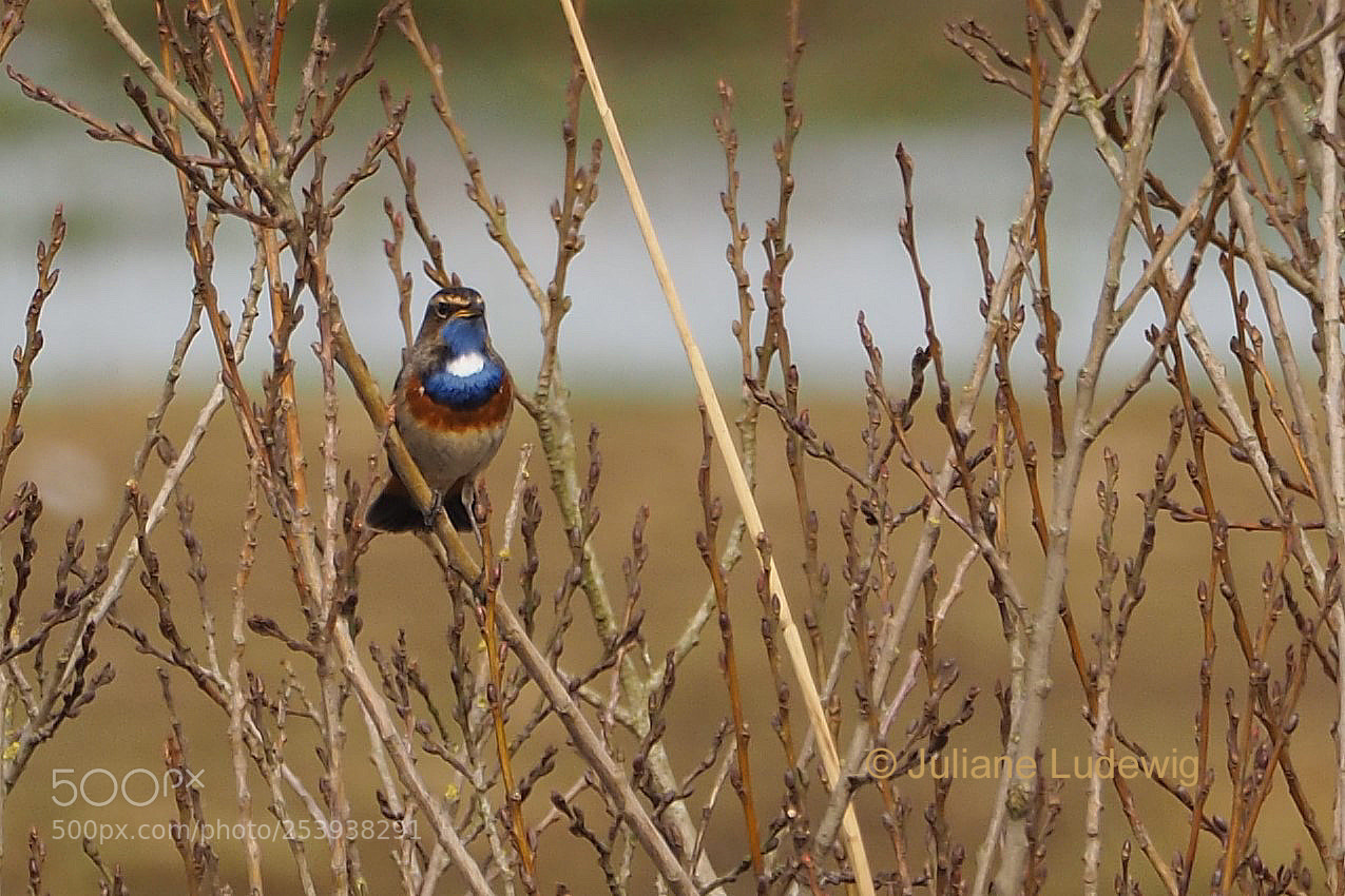 Olympus OM-D E-M10 II sample photo. Blaukehlchen photography