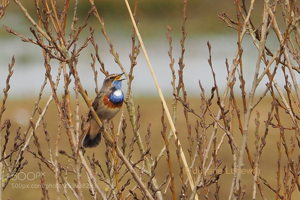 Olympus OM-D E-M10 II sample photo. Blaukehlchen photography