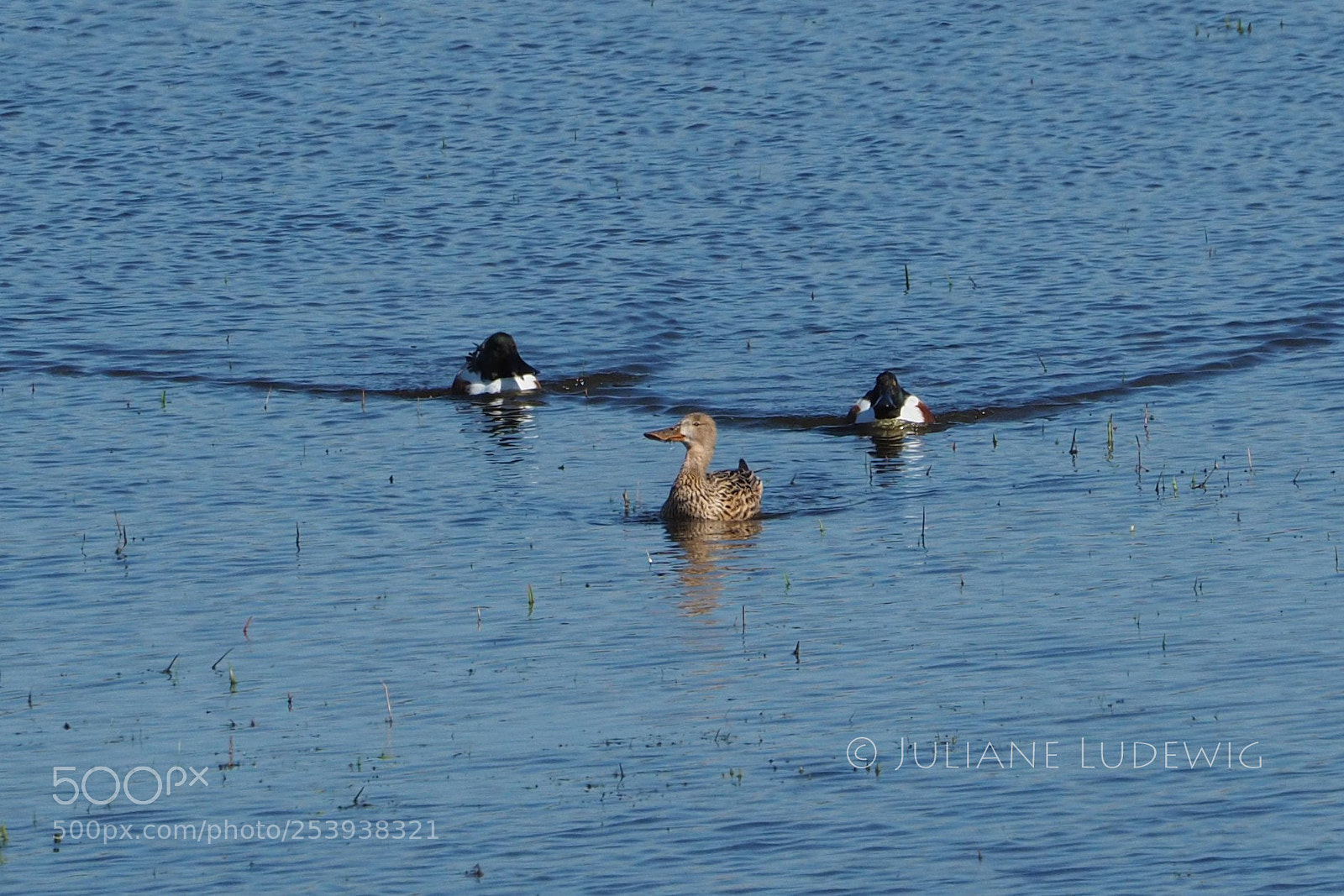 Olympus OM-D E-M10 II sample photo. Löffelenten photography