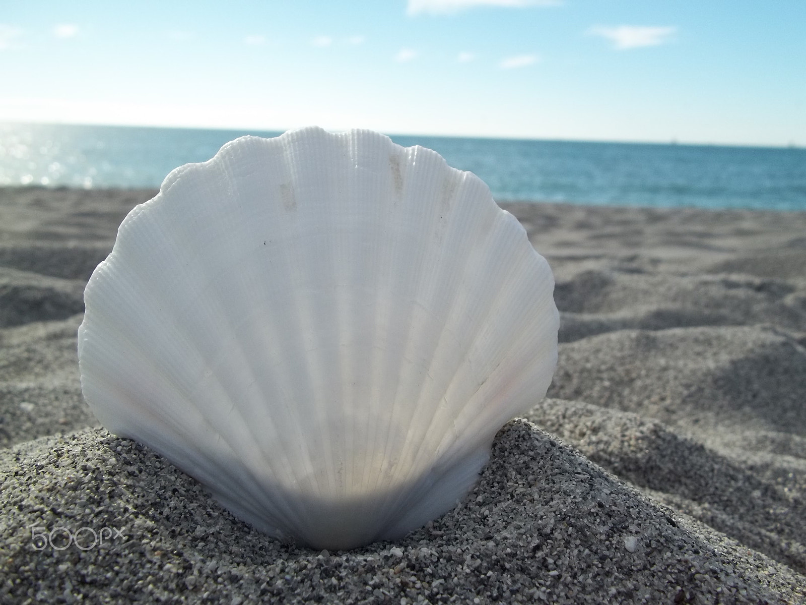 Kodak EASYSHARE C183 DIGITAL CAMERA sample photo. Sea shell depth of field photography