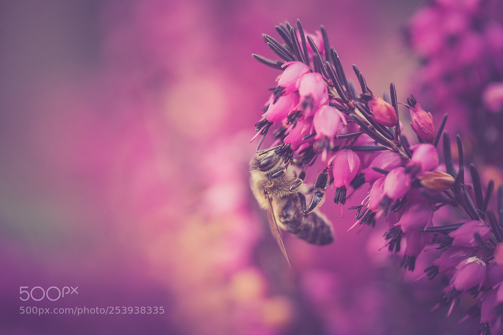 Sony a7 III sample photo. Bee photography