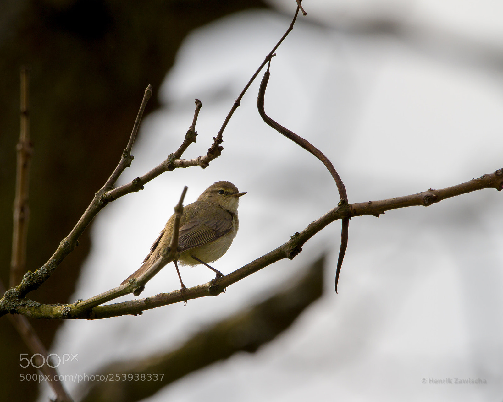 Canon EOS 7D sample photo. Chiffchaff photography