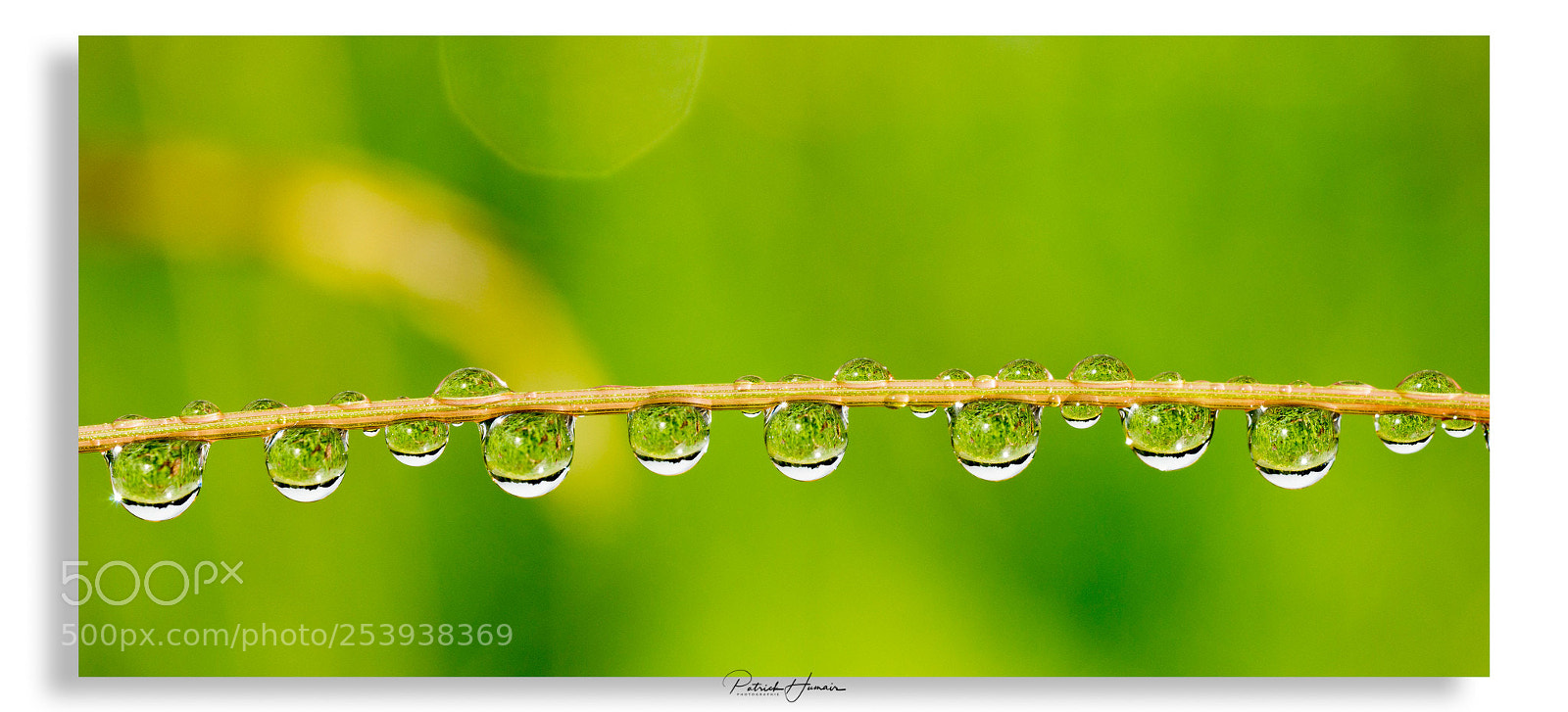 Sony SLT-A77 sample photo. Collier de perles... photography