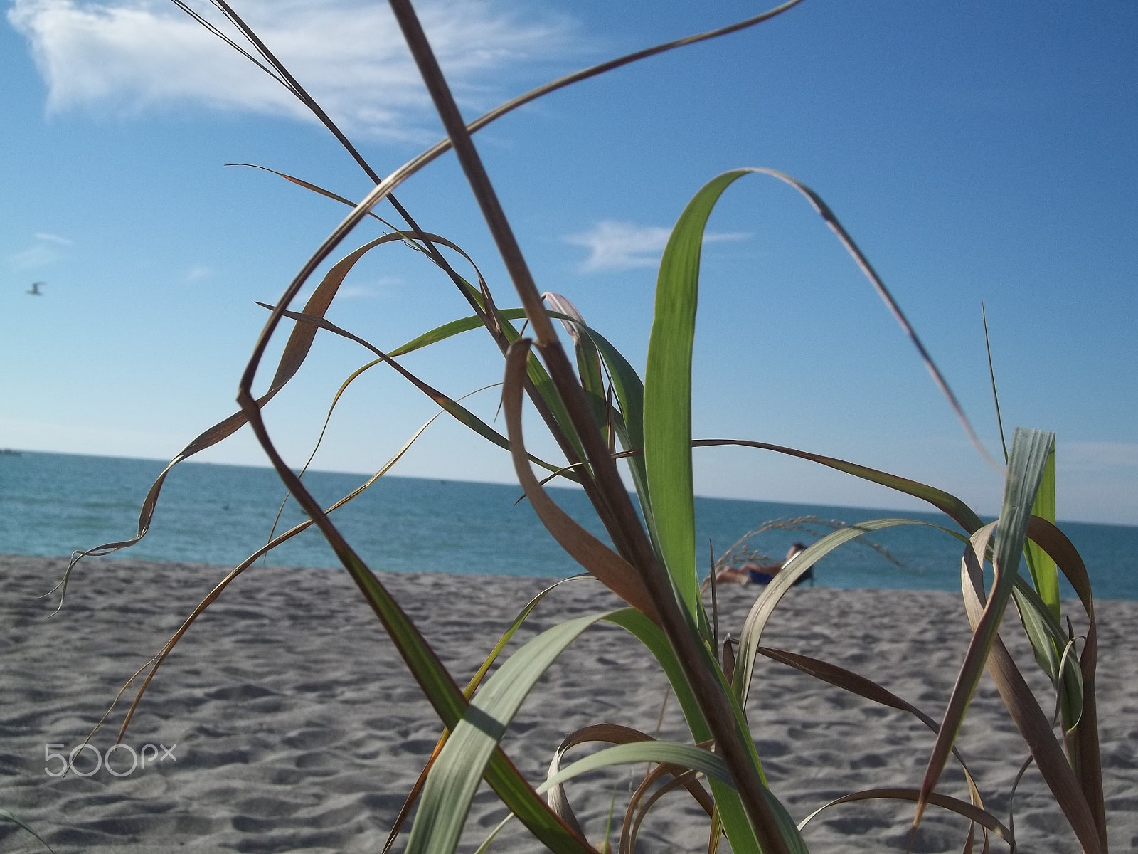 Kodak EASYSHARE C183 DIGITAL CAMERA sample photo. Sea grass depth of field photography