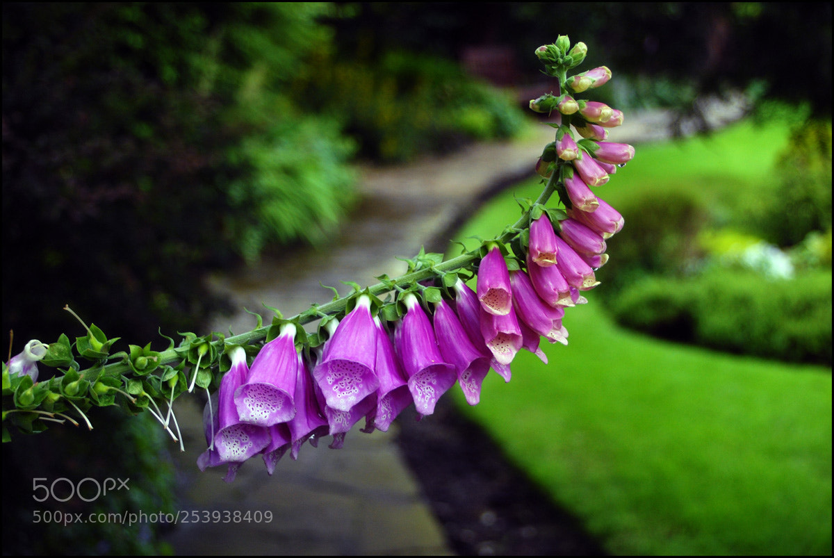 Nikon D200 sample photo. Foxglove photography
