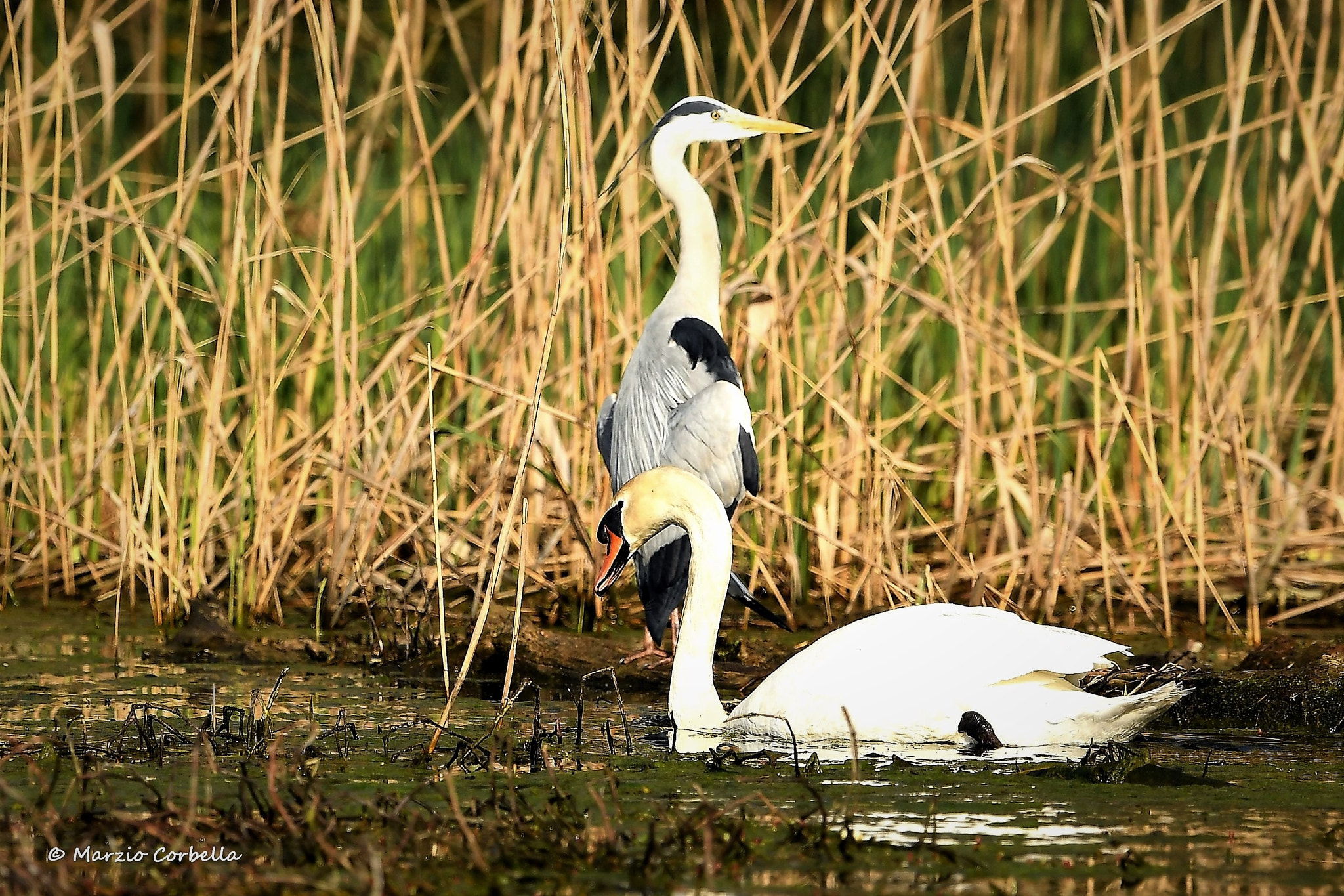 Nikon AF-S Nikkor 500mm F4E FL ED VR sample photo. The lords of the lake photography