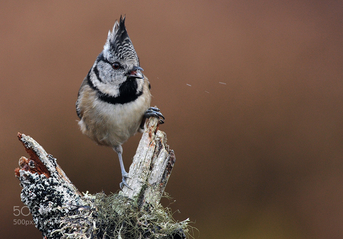 Nikon D3S sample photo. Crested tit photography