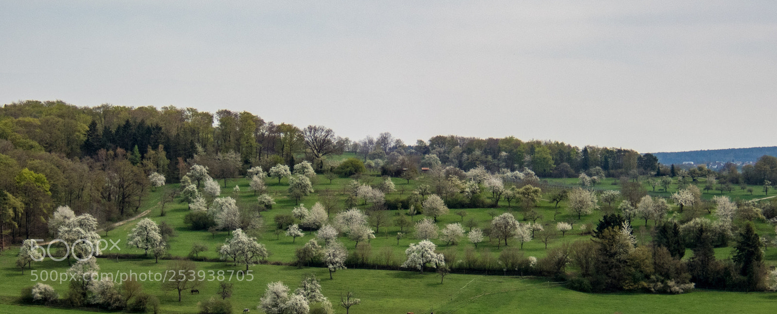 Olympus TG-5 sample photo. Spring blossoms photography
