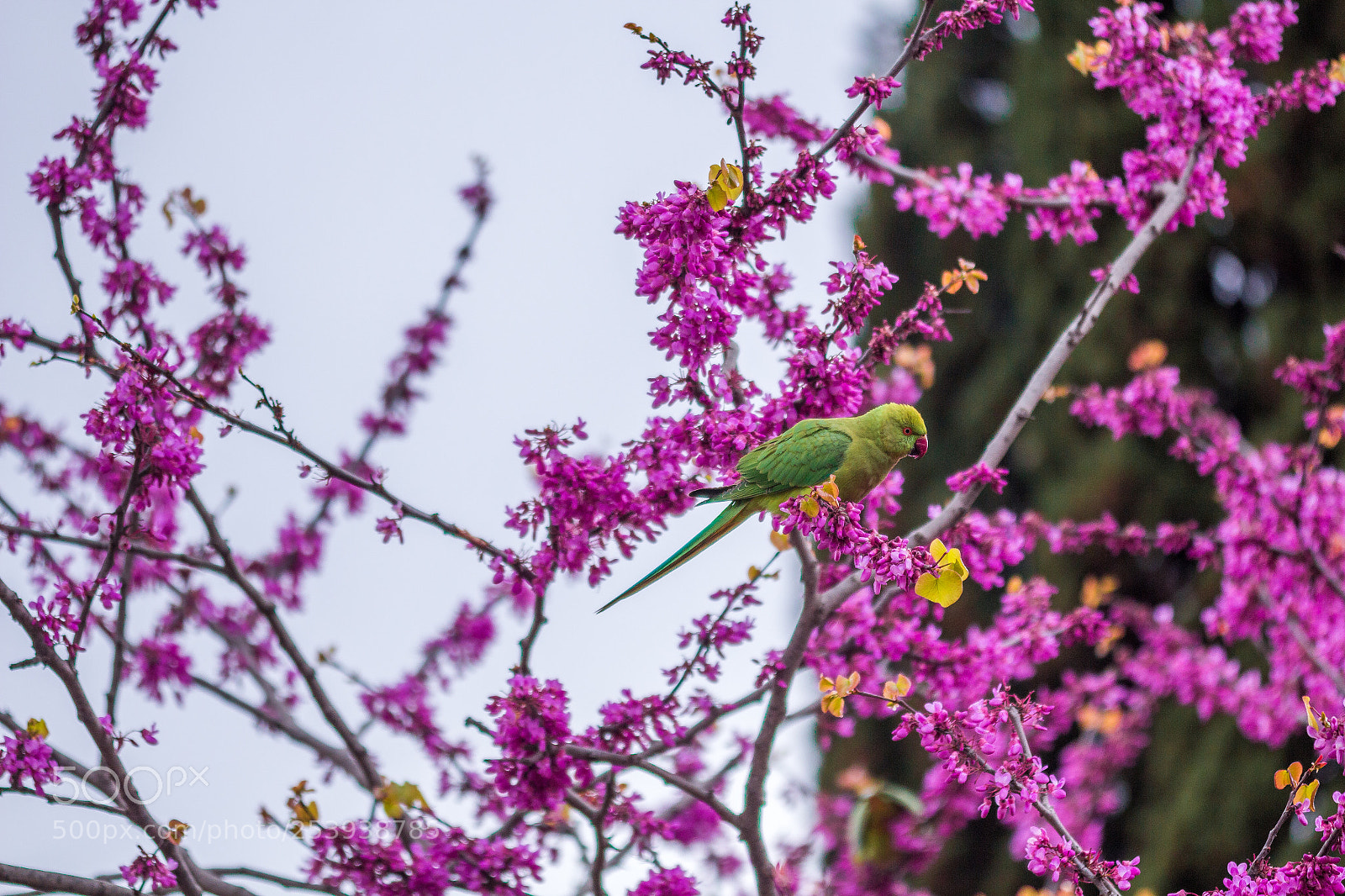 Canon EOS 650D (EOS Rebel T4i / EOS Kiss X6i) sample photo. Green parrot in barcelona photography