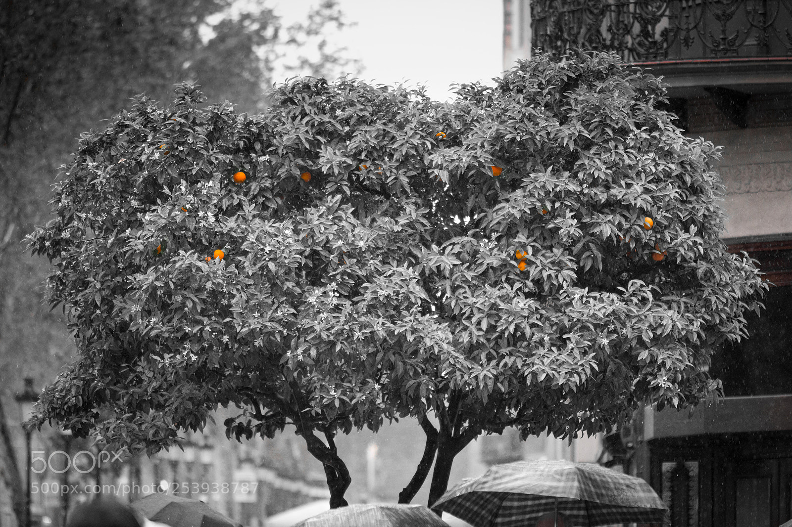 Canon EOS 650D (EOS Rebel T4i / EOS Kiss X6i) sample photo. Mandarin tree photography