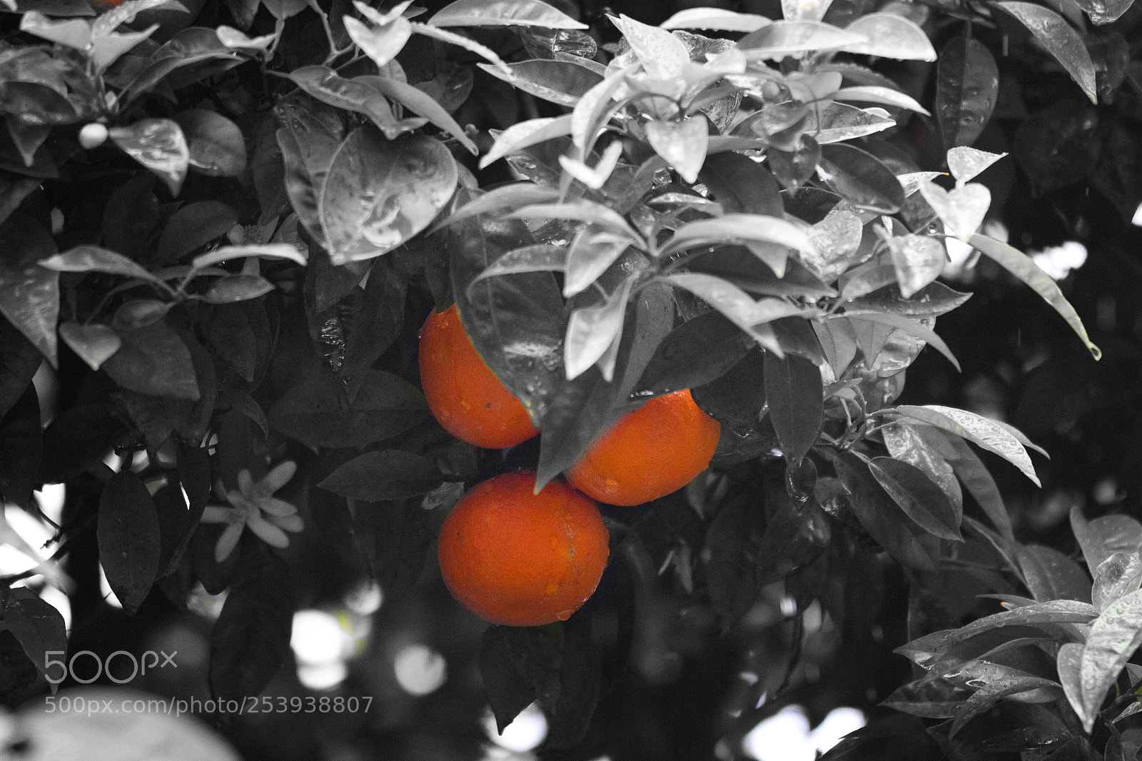 Canon EOS 650D (EOS Rebel T4i / EOS Kiss X6i) sample photo. Mandarin tree photography