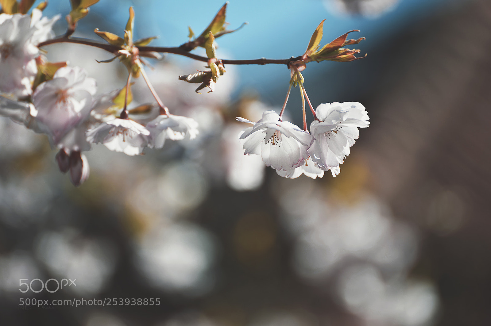 Nikon D610 sample photo. Anh o m a photography