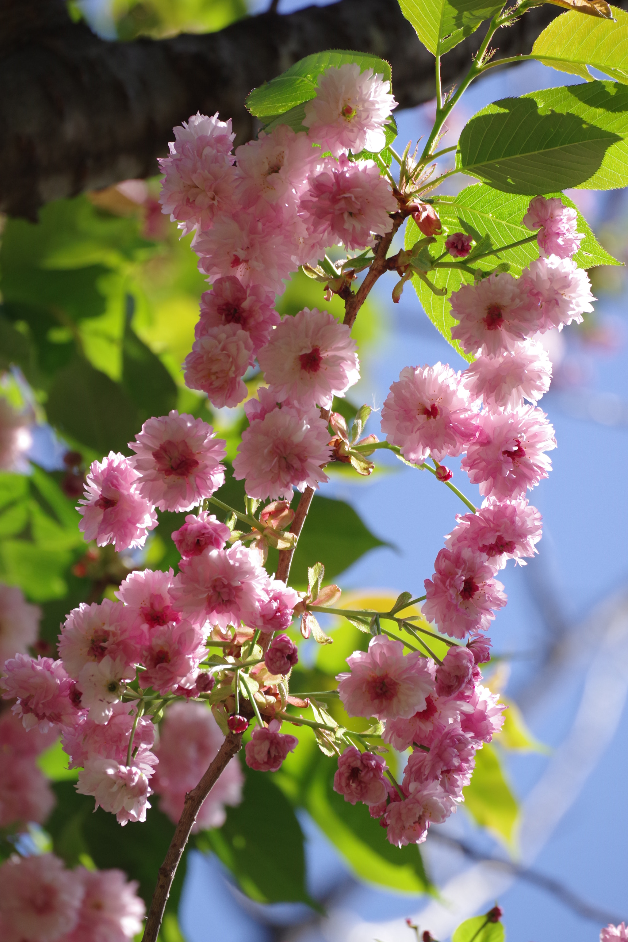 Pentax K-70 sample photo. Sakura 2018 #23 photography
