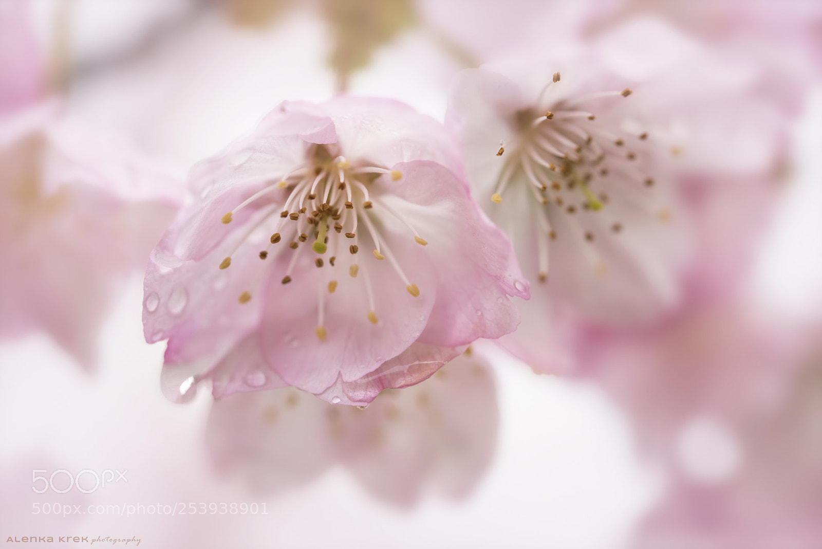 Nikon D750 sample photo. Japanese cherry blossoms in photography