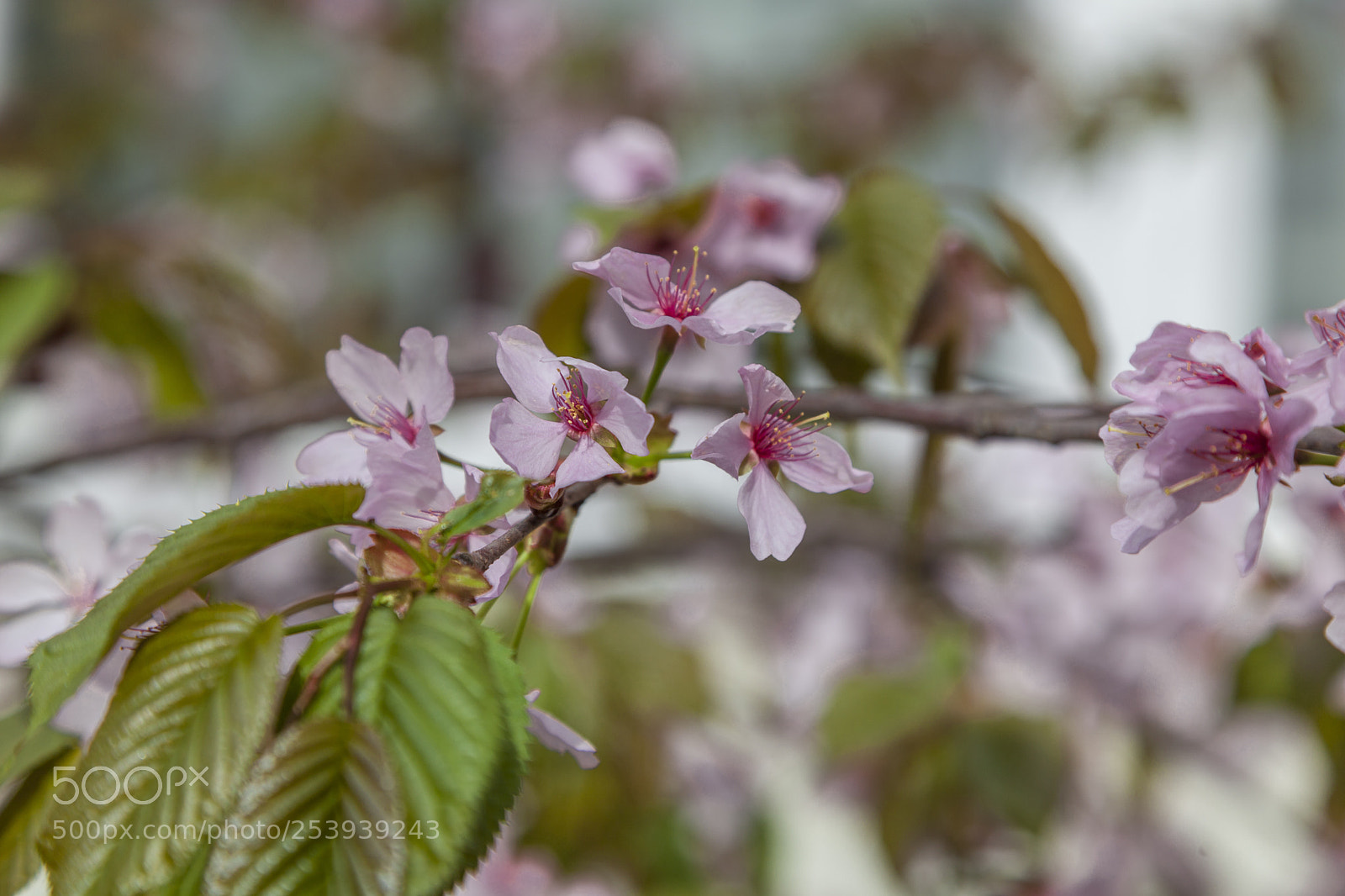 Canon EOS 5D Mark II sample photo. Untitled photography