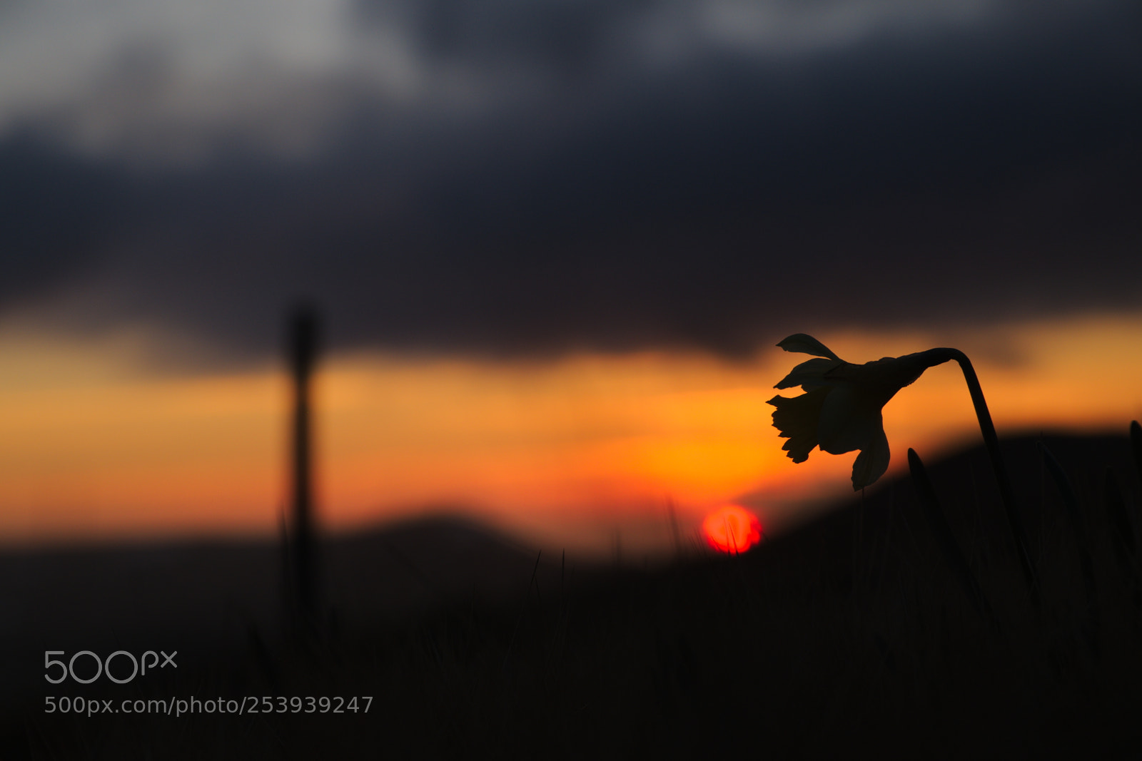 Fujifilm X-T1 sample photo. Jonquilles du soir photography