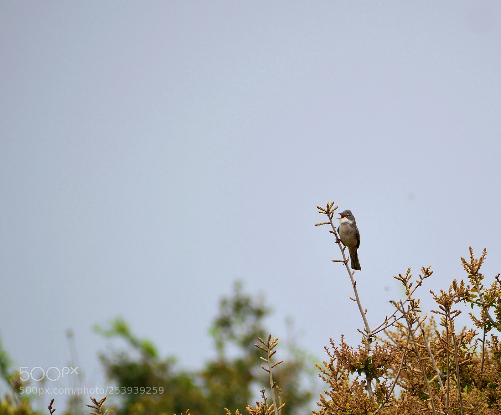 Nikon D3300 sample photo. Common whitethroat photography