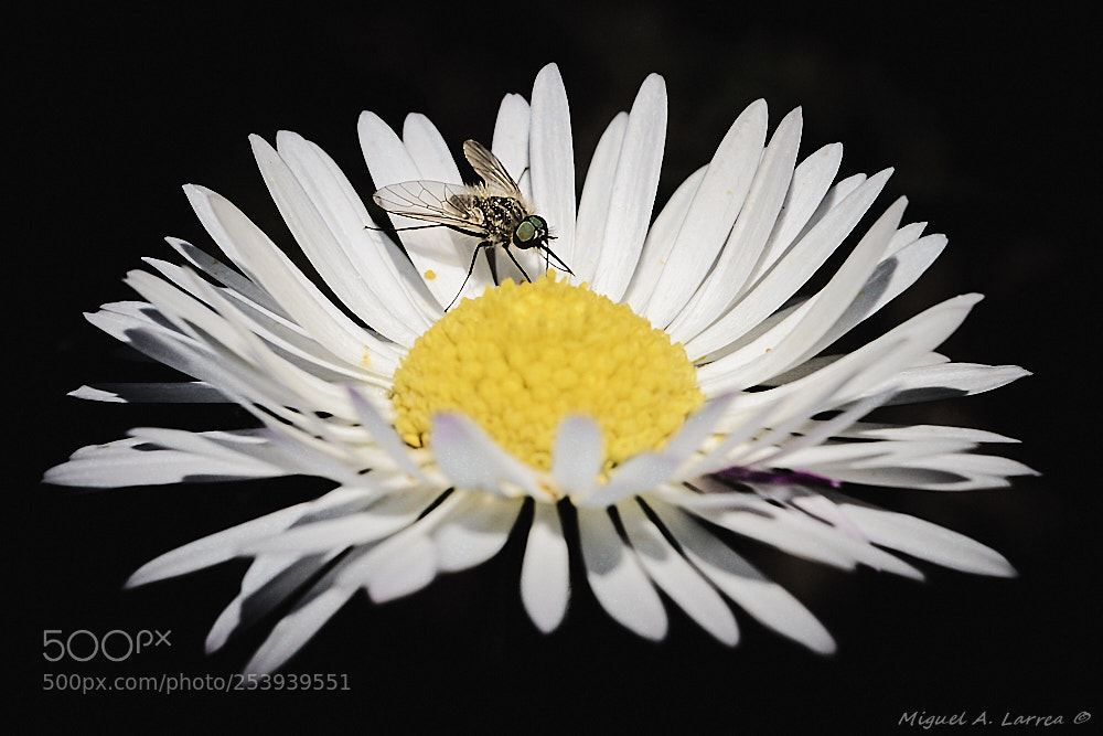 Sony ILCA-77M2 sample photo. Parageron gratus photography
