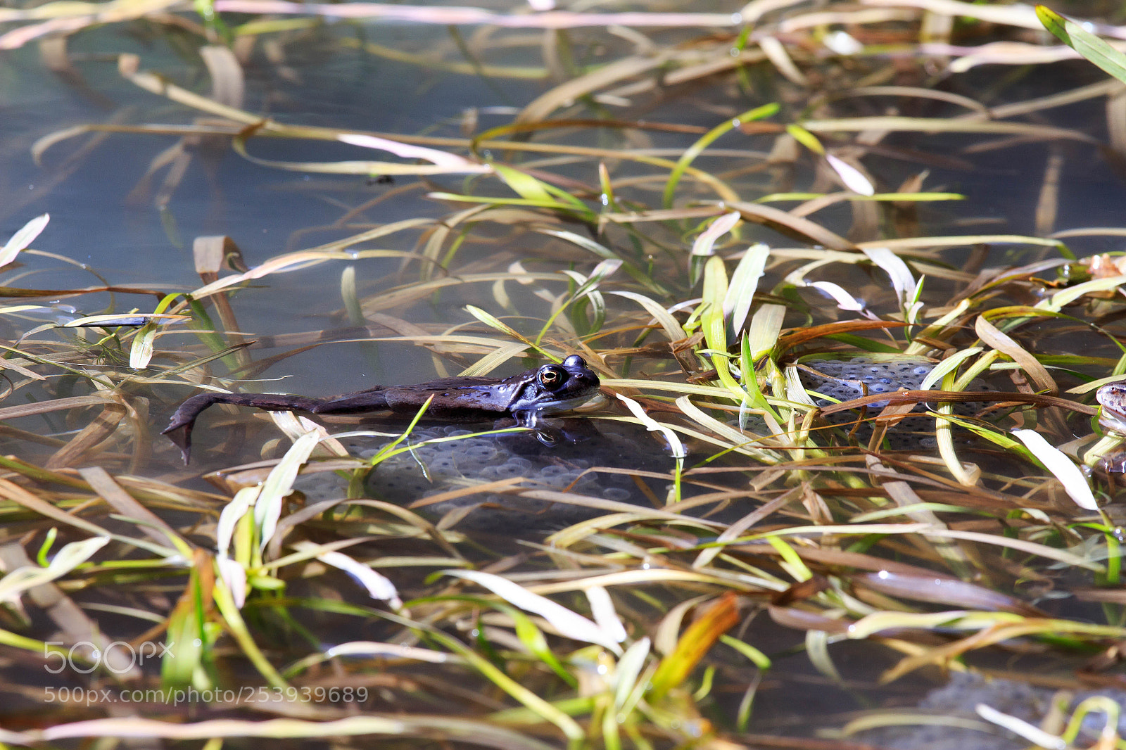 Canon EOS 700D (EOS Rebel T5i / EOS Kiss X7i) sample photo. Mountain frog photography