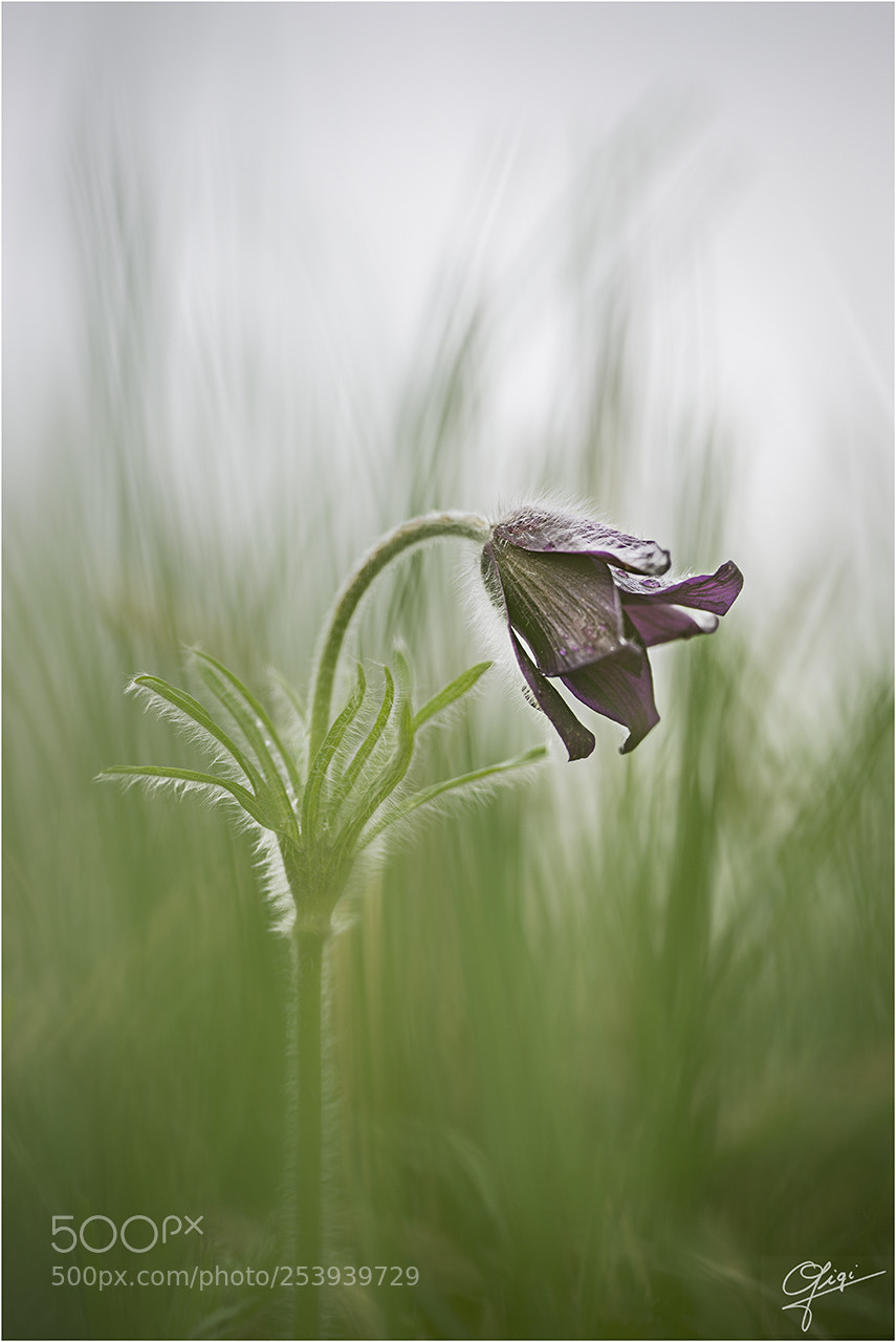 Nikon D610 sample photo. Pulsatilla montana photography