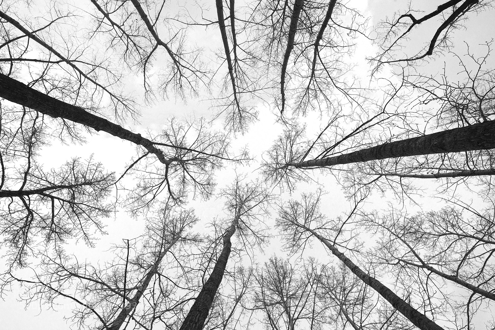 Nikon D600 sample photo. Trees photography