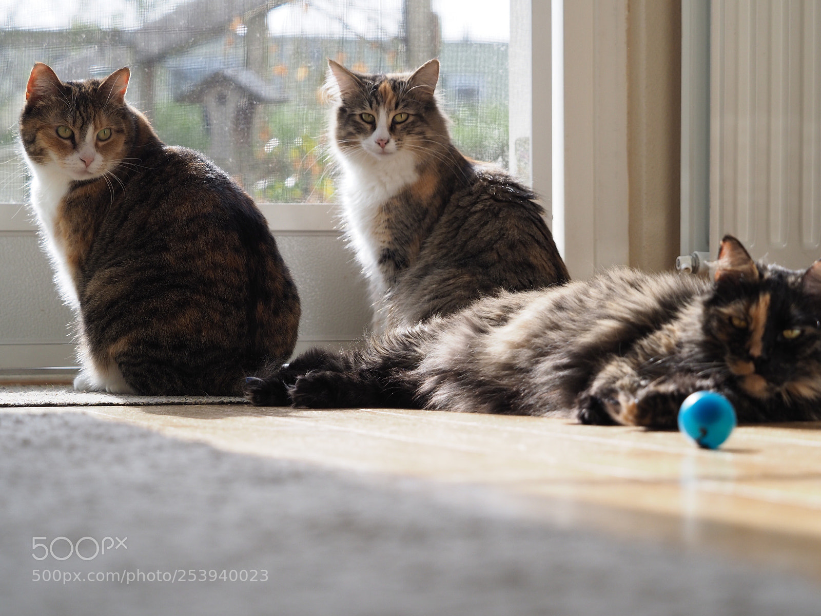 Olympus OM-D E-M1 Mark II sample photo. Three cats photography