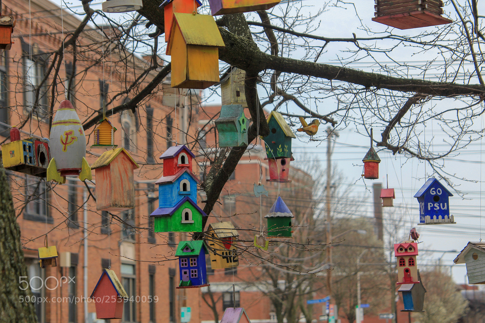 Canon EOS 550D (EOS Rebel T2i / EOS Kiss X4) sample photo. Bird paradise photography