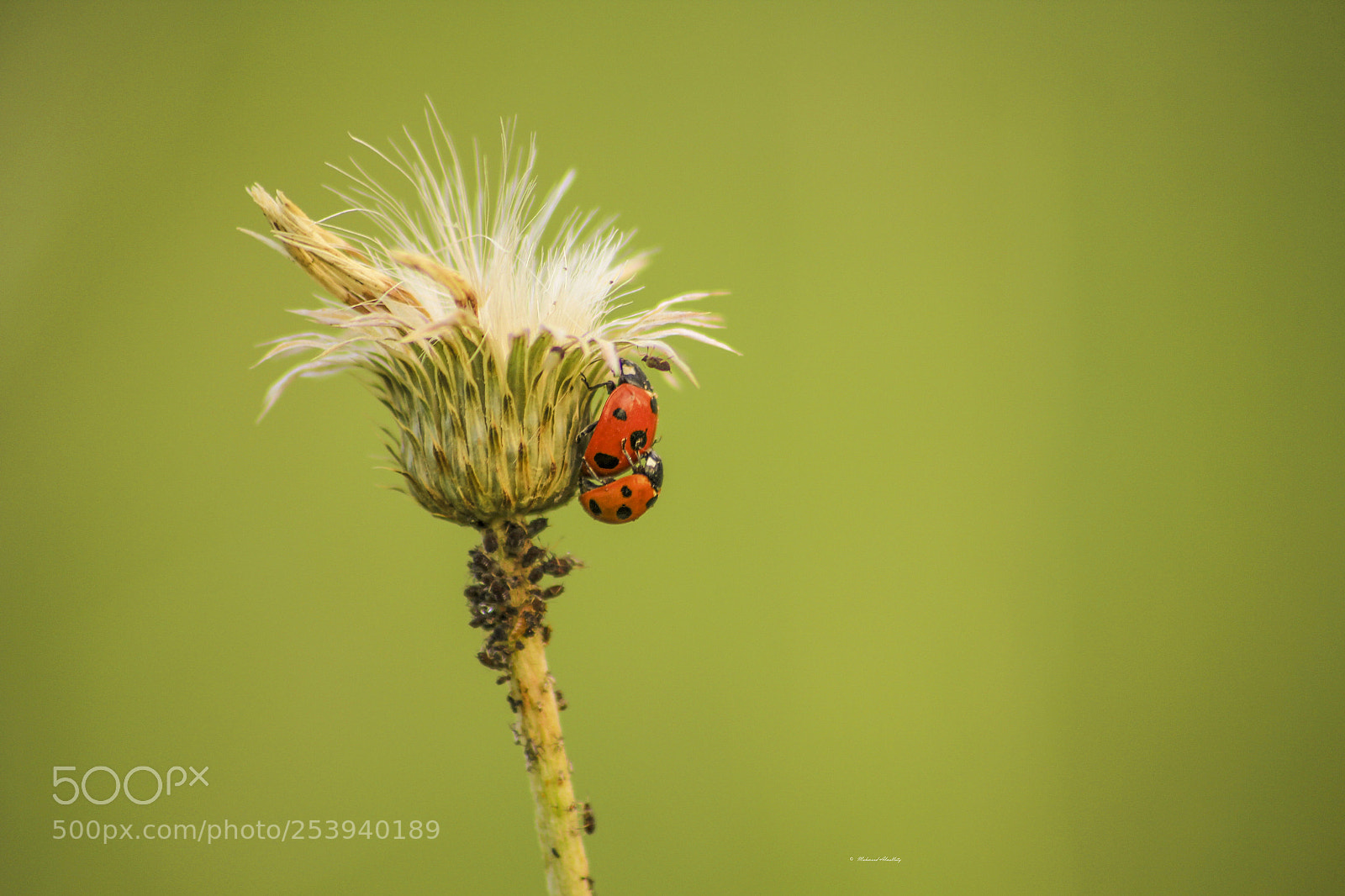 Canon EOS 60D sample photo. Ladybird photography