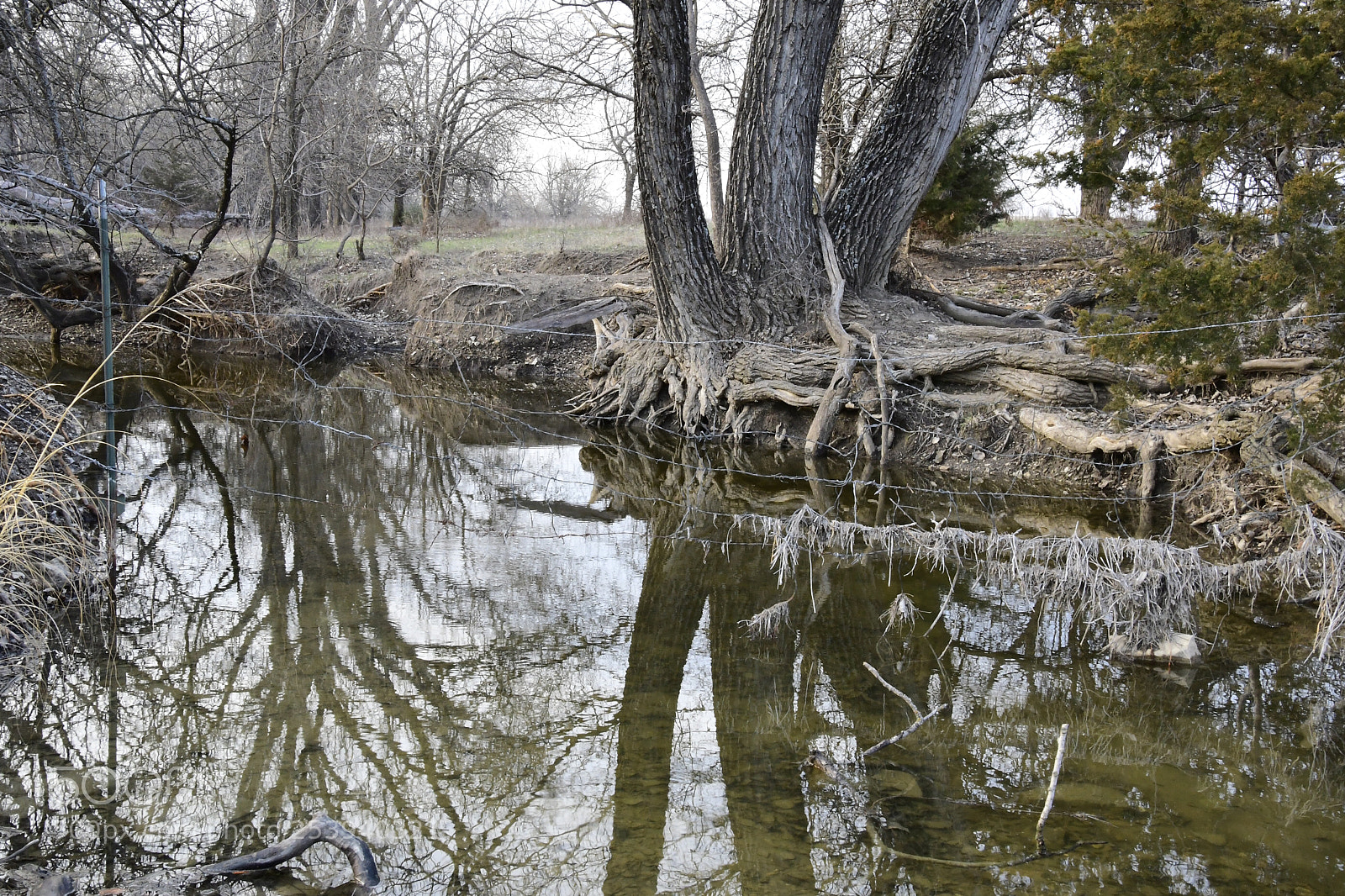 Nikon D500 sample photo. Trees on the bank  photography