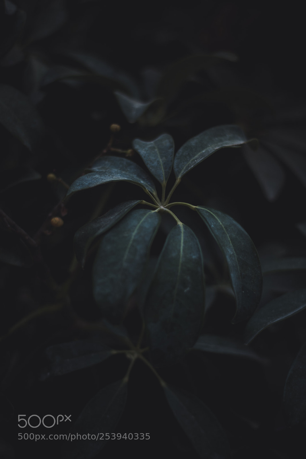 Canon EOS 750D (EOS Rebel T6i / EOS Kiss X8i) sample photo. Plants and inspiration photography