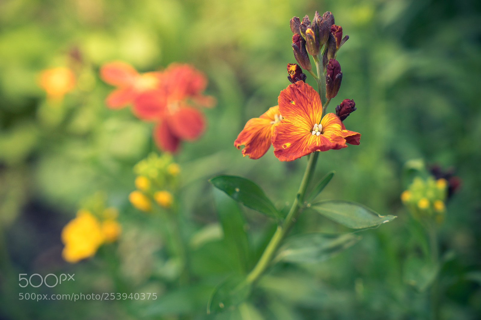 Sony a7 II sample photo. Flower photography