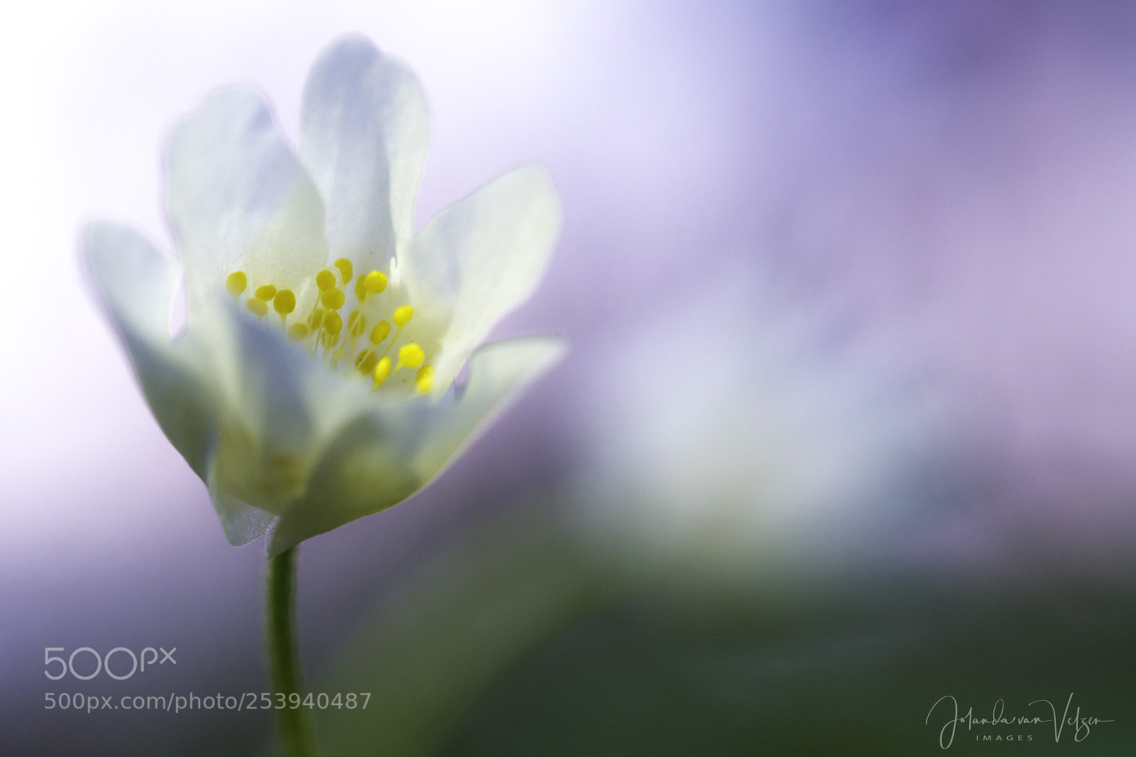 Olympus OM-D E-M10 sample photo. Pastel-colored spring photography