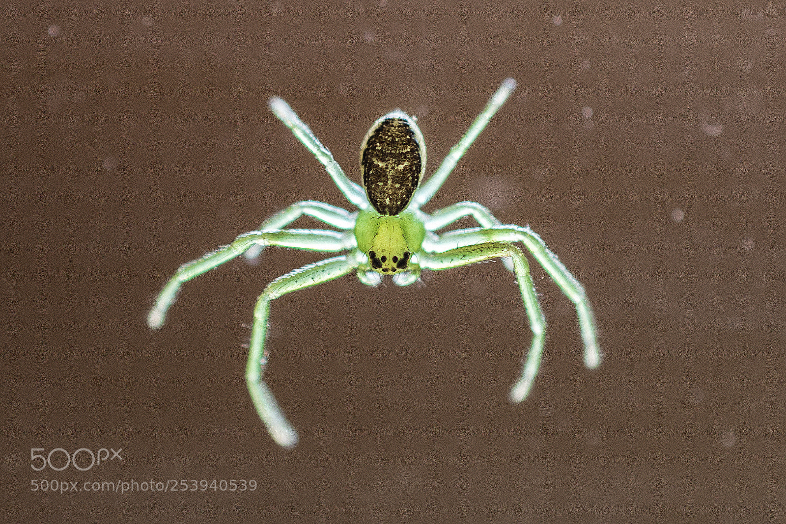 Nikon D800 sample photo. Green spider (0.5cm) photography