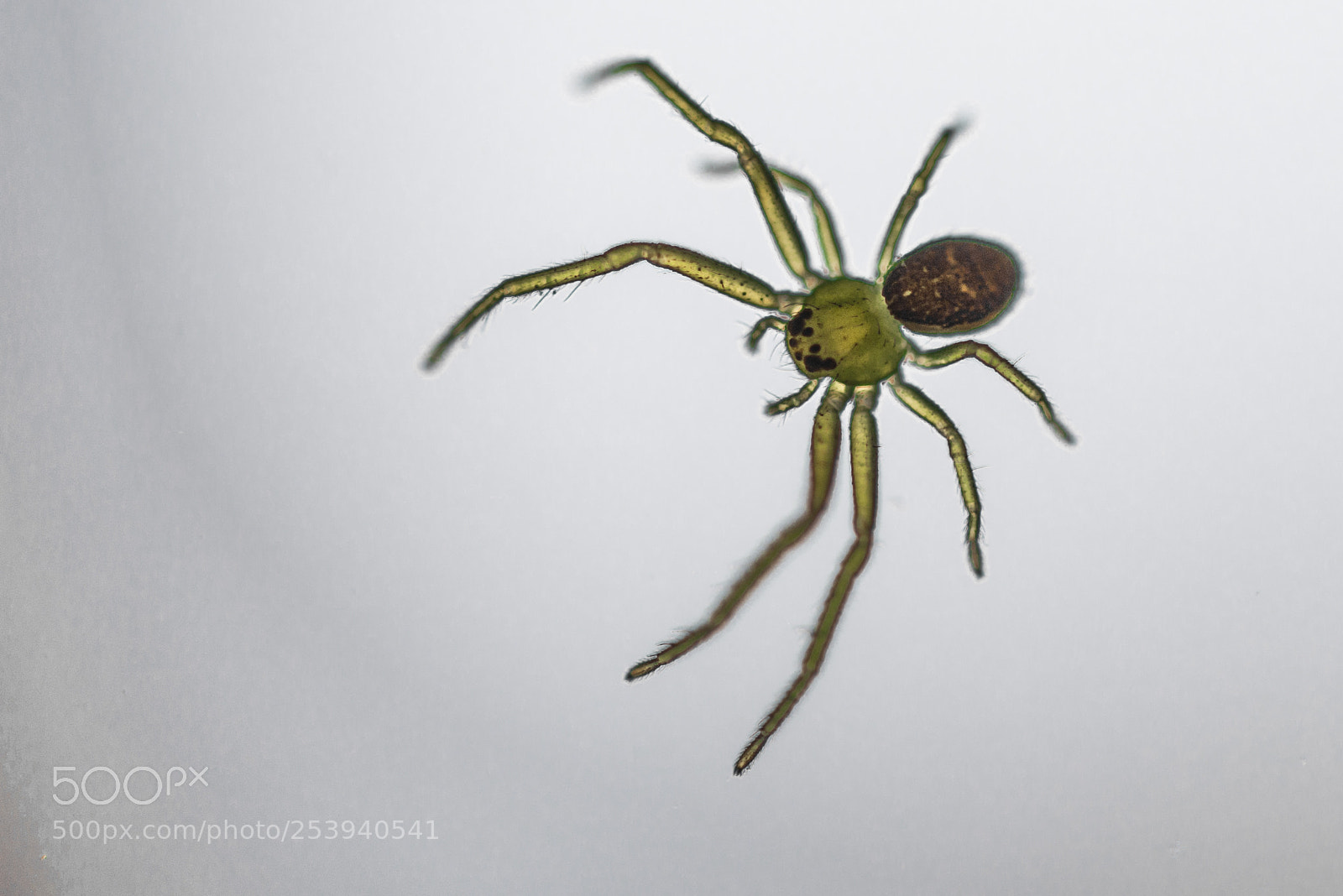 Nikon D800 sample photo. Green spider (0.5cm) photography