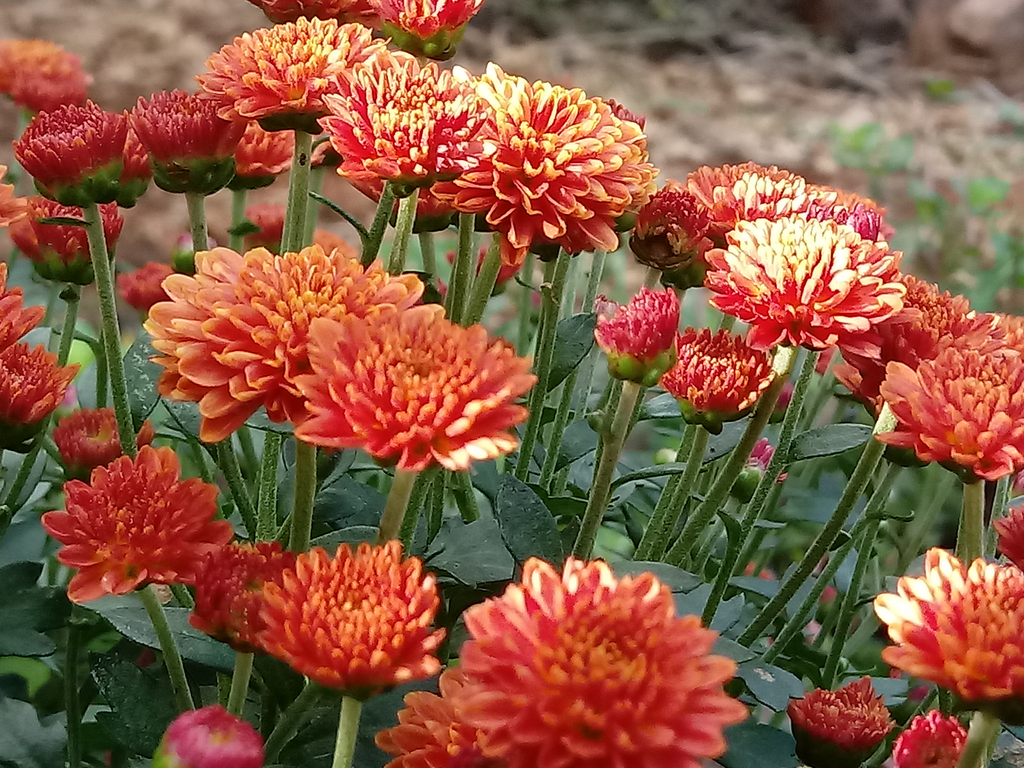LG K10 (2017) sample photo