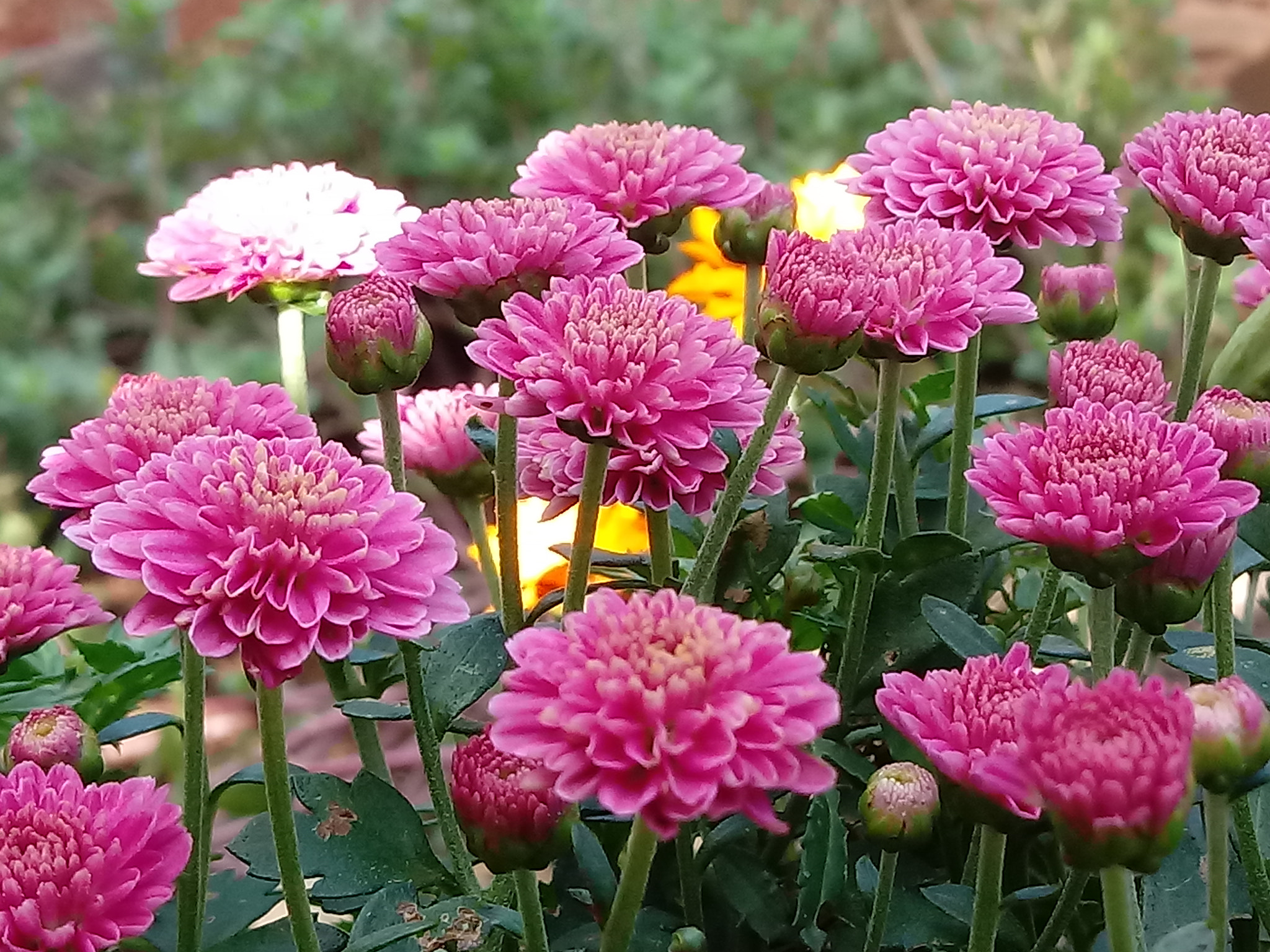 LG K10 (2017) sample photo