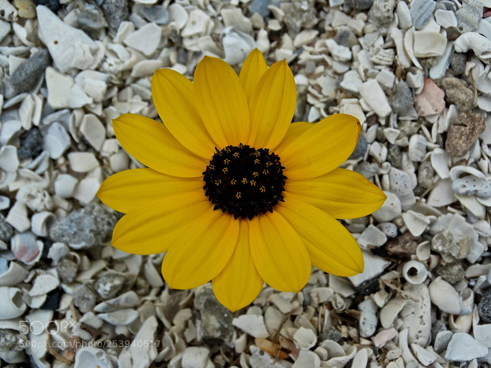 Sony Cyber-shot DSC-HX300 sample photo. Bold yellow photography