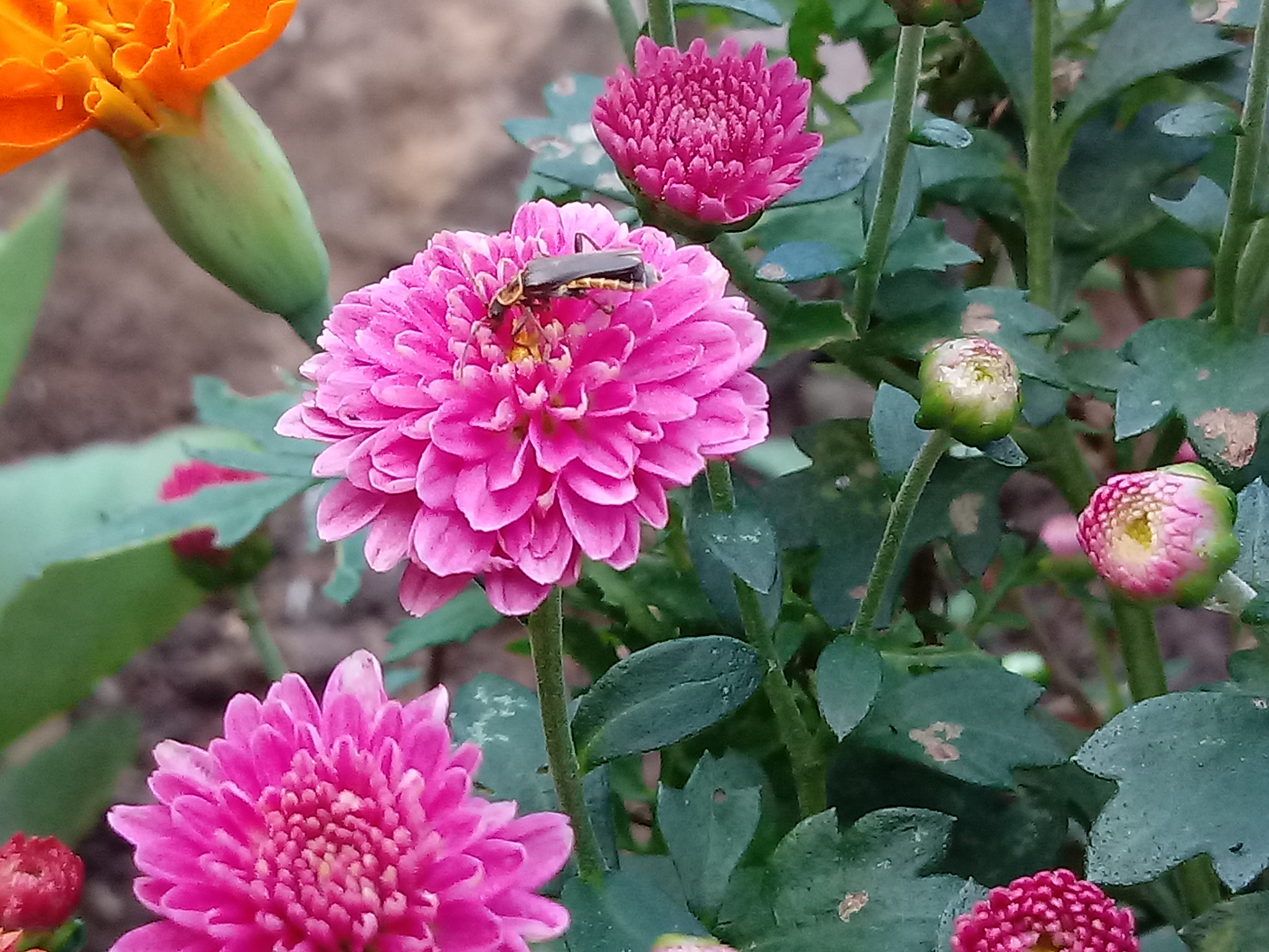 LG K10 (2017) sample photo