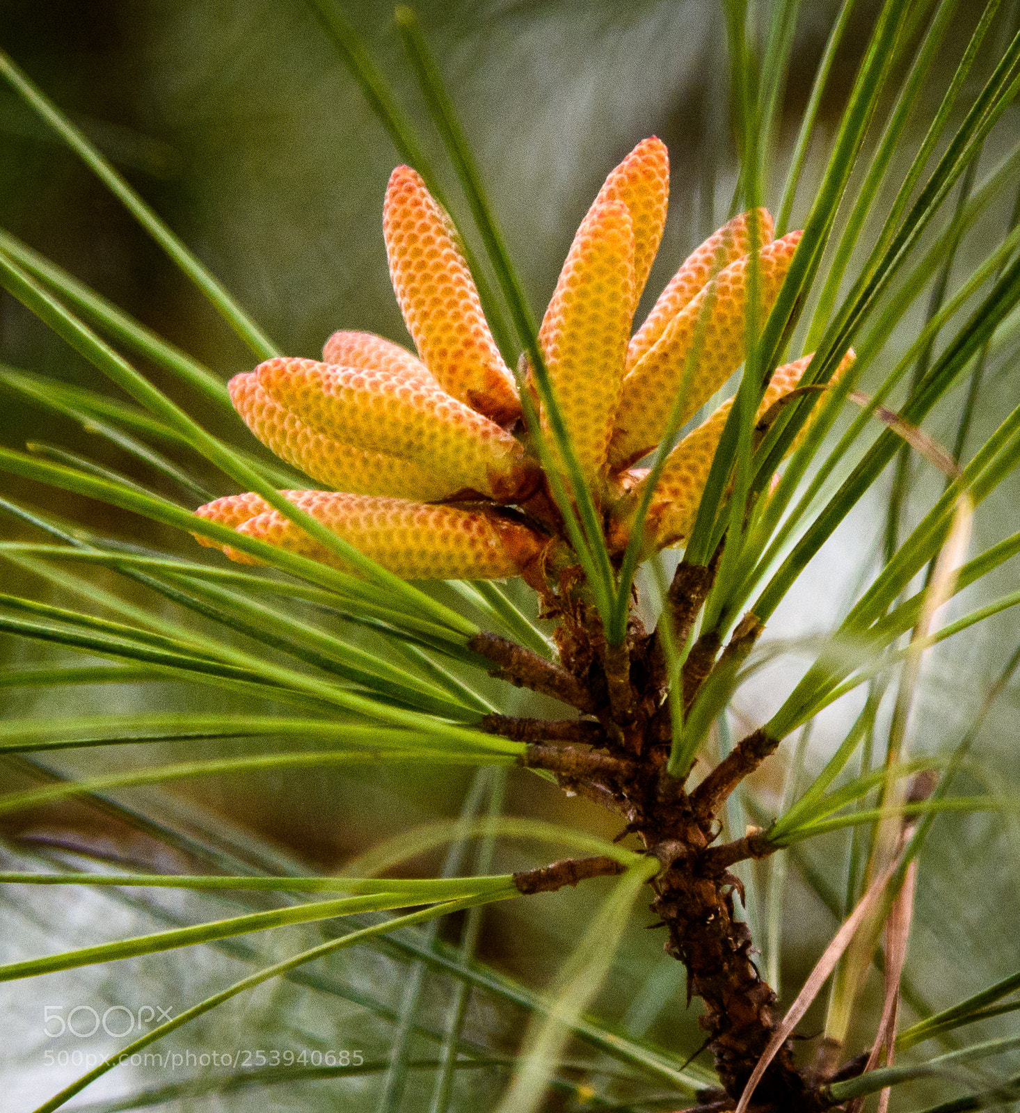 Nikon D850 sample photo. Pine cone birth photography