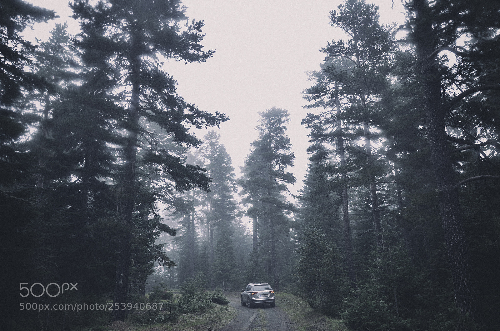 Nikon D7000 sample photo. Drive to forest photography
