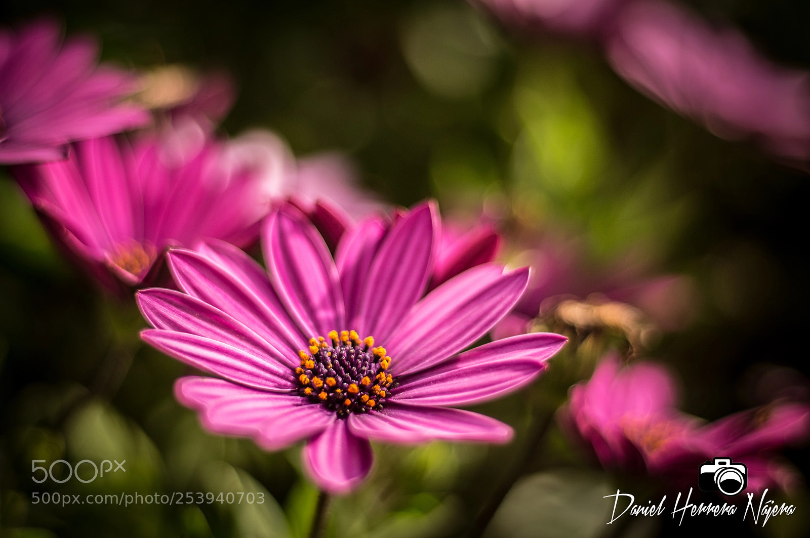 Sony Alpha NEX-5N sample photo. Untitled photography