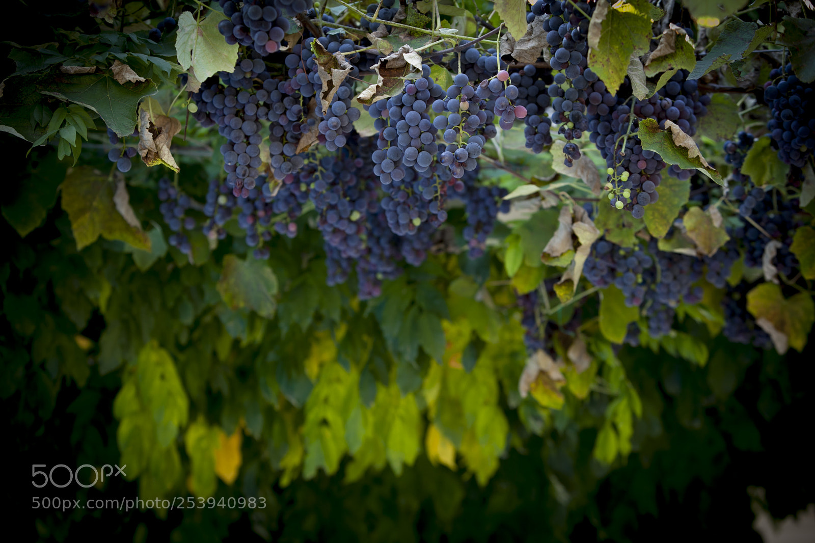 Canon EOS 5D Mark II sample photo. S&g photography