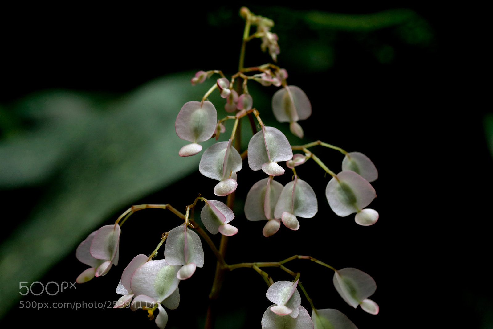 Canon EOS 5D Mark IV sample photo. Flower in the palmengarten photography