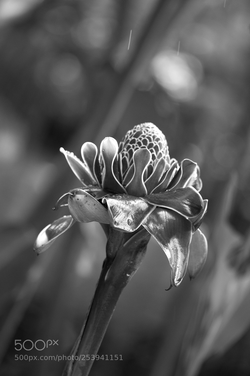 Pentax K-x sample photo. Tropical flower photography