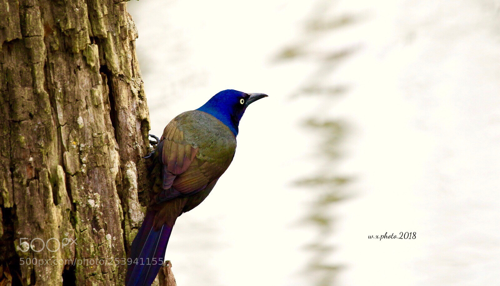 Canon EOS 7D Mark II sample photo. Rainbow crow photography