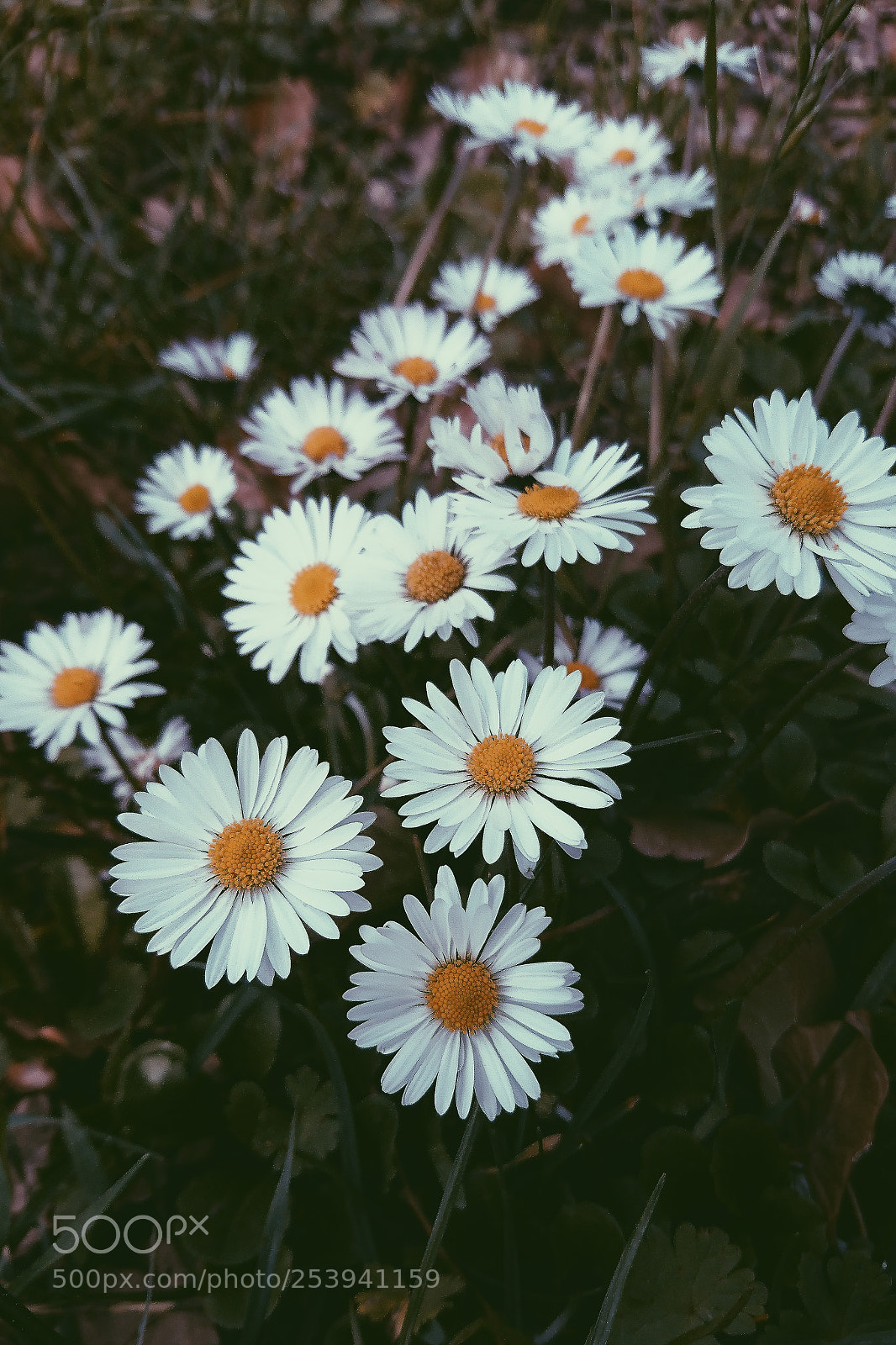 Sony Xperia XZ sample photo. Marguerite ? photography