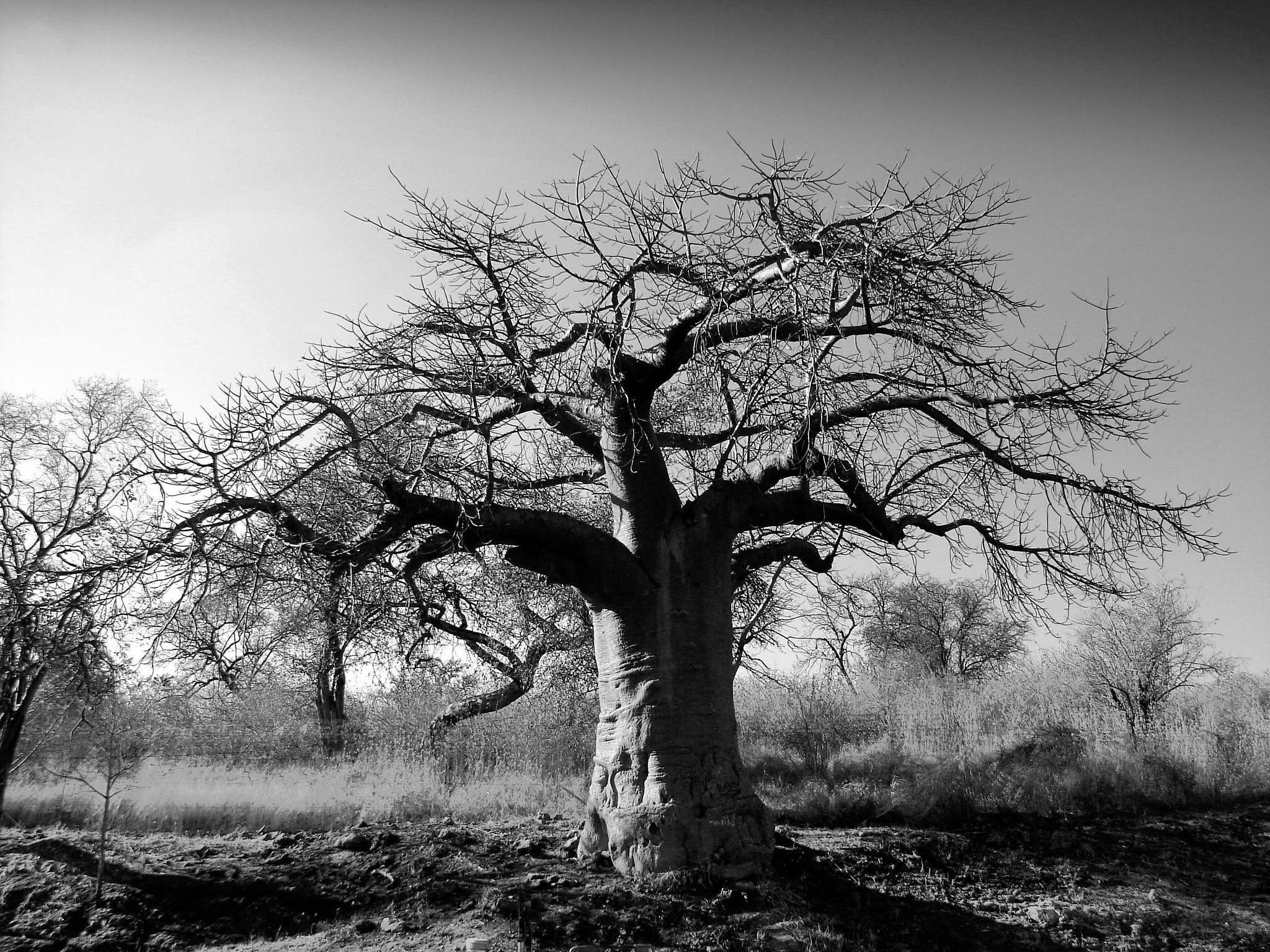 Sony DSC-H1 sample photo. Bilbo tree botswana photography