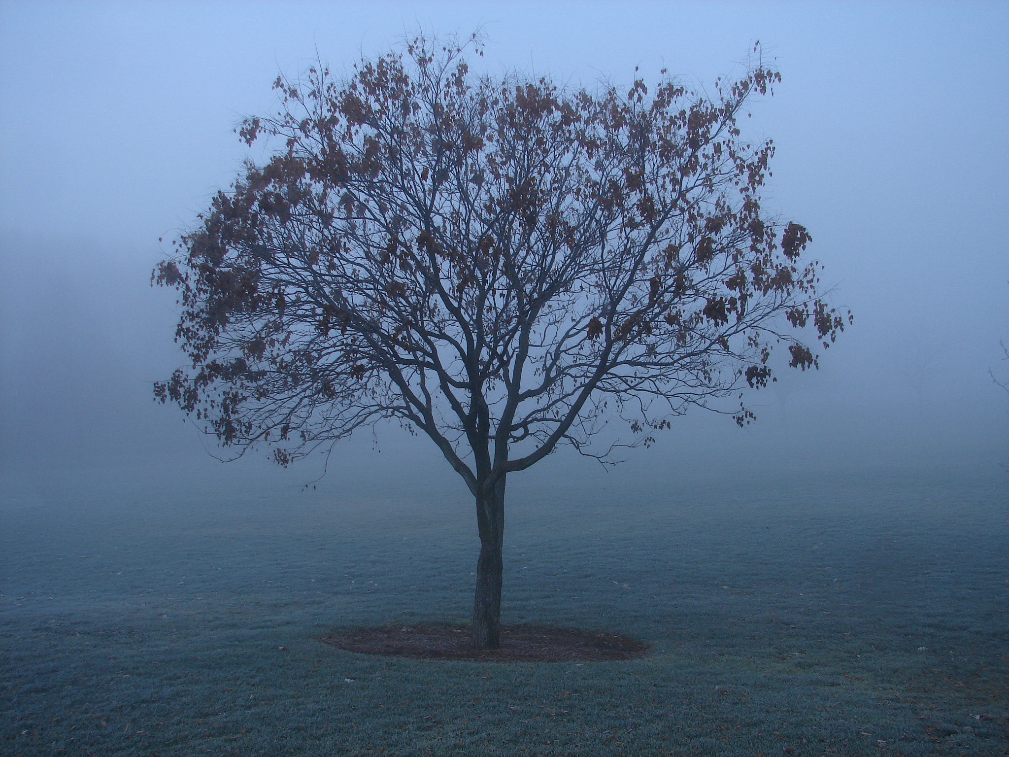 Sony DSC-H1 sample photo. Tree in boise id. photography