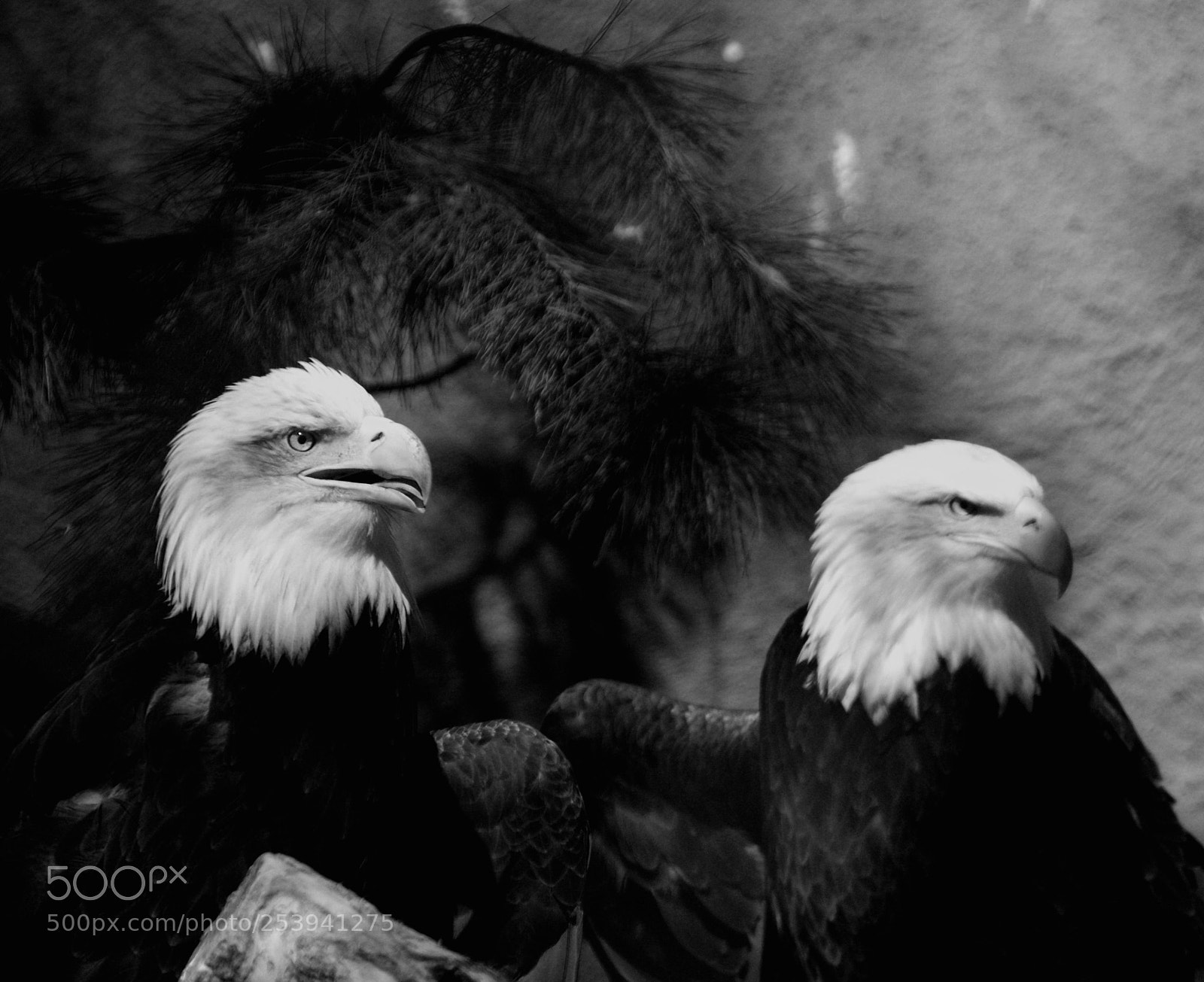 Sony Alpha DSLR-A350 sample photo. American bald eagles photography