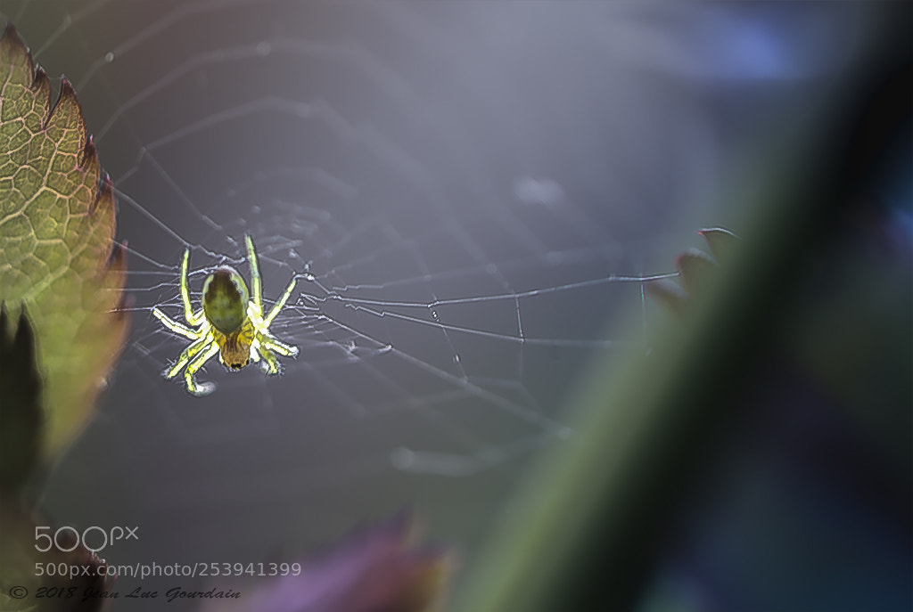 Nikon D7200 sample photo. Araignée du soir photography